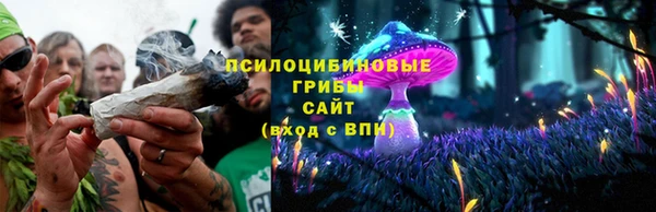 стаф Аркадак